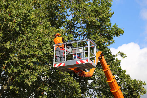 Best Tree Trimming and Pruning  in Milton Freewater, OR