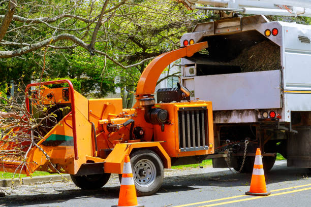 Best Tree Removal  in Milton Freewater, OR