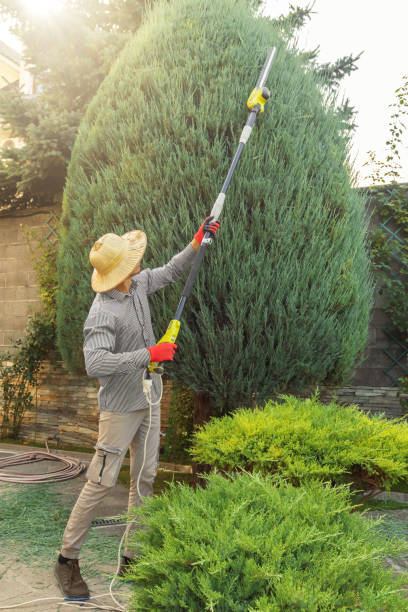 Trusted Milton Freewater, OR Tree Care Services Experts