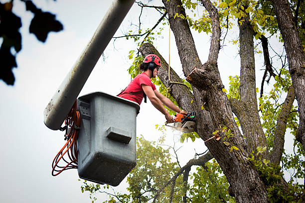 Best Emergency Tree Removal  in Milton Freewater, OR